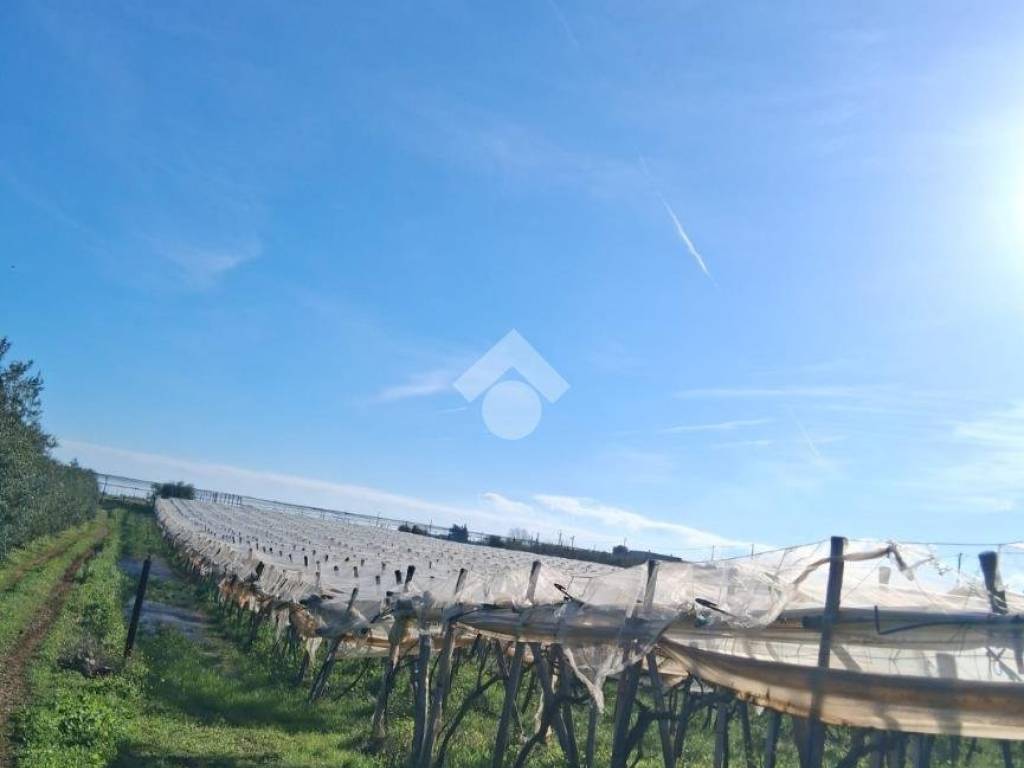 Terreno a Mola di bari in CONTRADA RINALDI - Foto 5