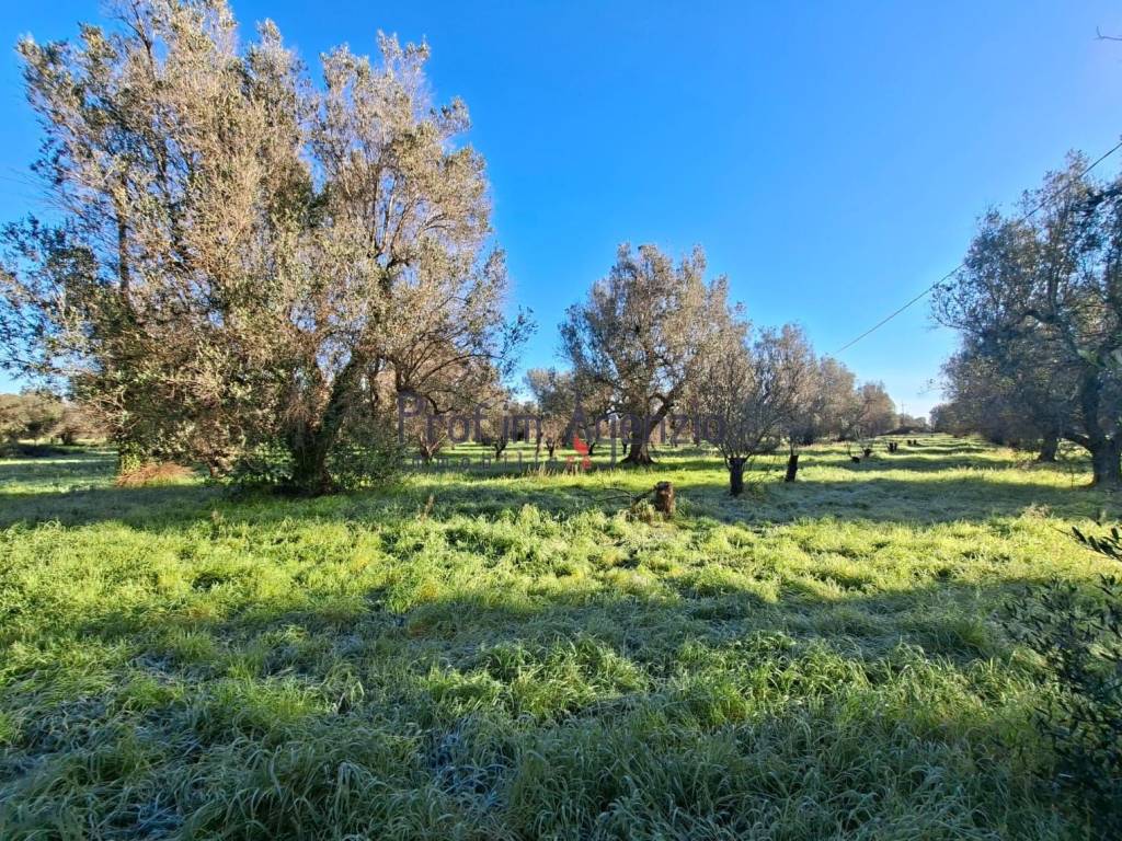 Rustico / casale a San michele salentino - Foto 5