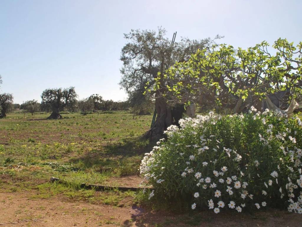 Terreno a Fasano in Sp4, 63 - Foto 2