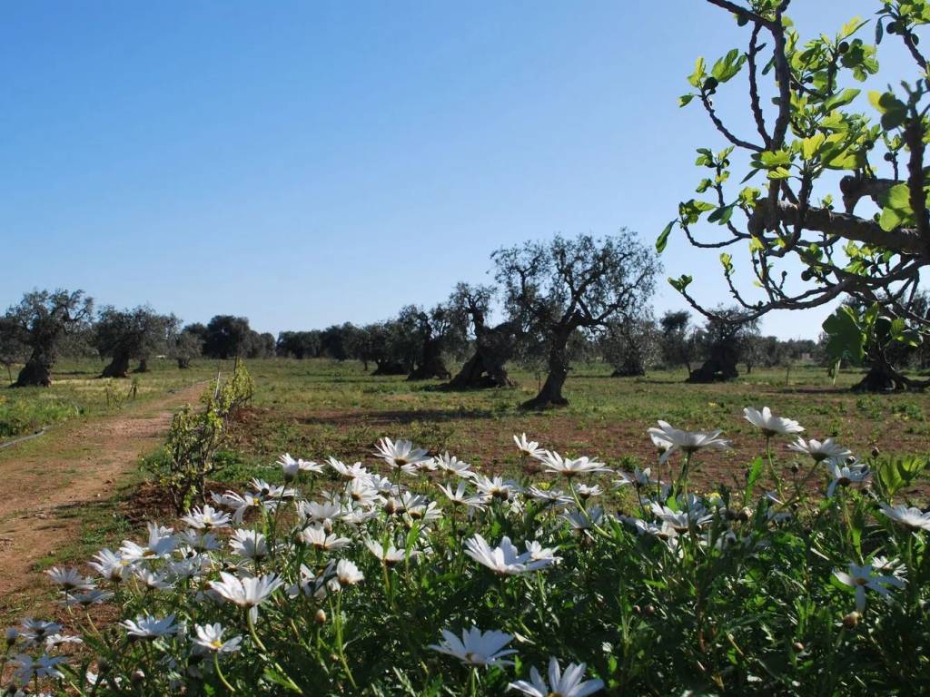 Terreno a Fasano in Sp4, 63 - Foto 3