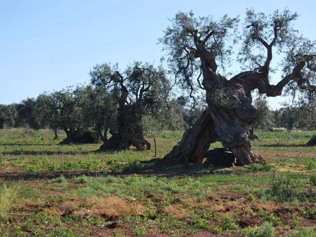 Terreno a Fasano in Sp4, 63 - Foto 4