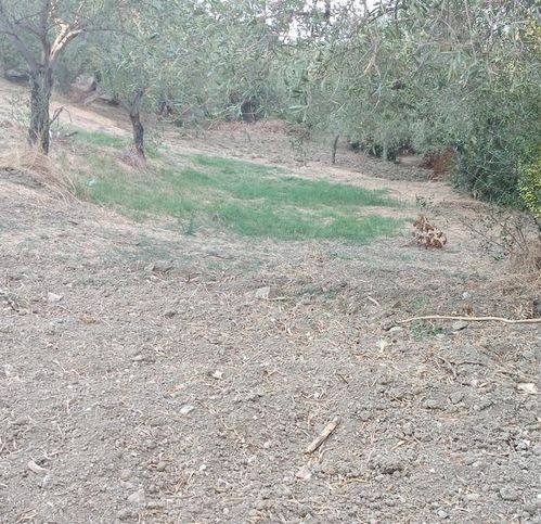 Terreno a Collesano in Bivio Sant 'Agata - Foto 4