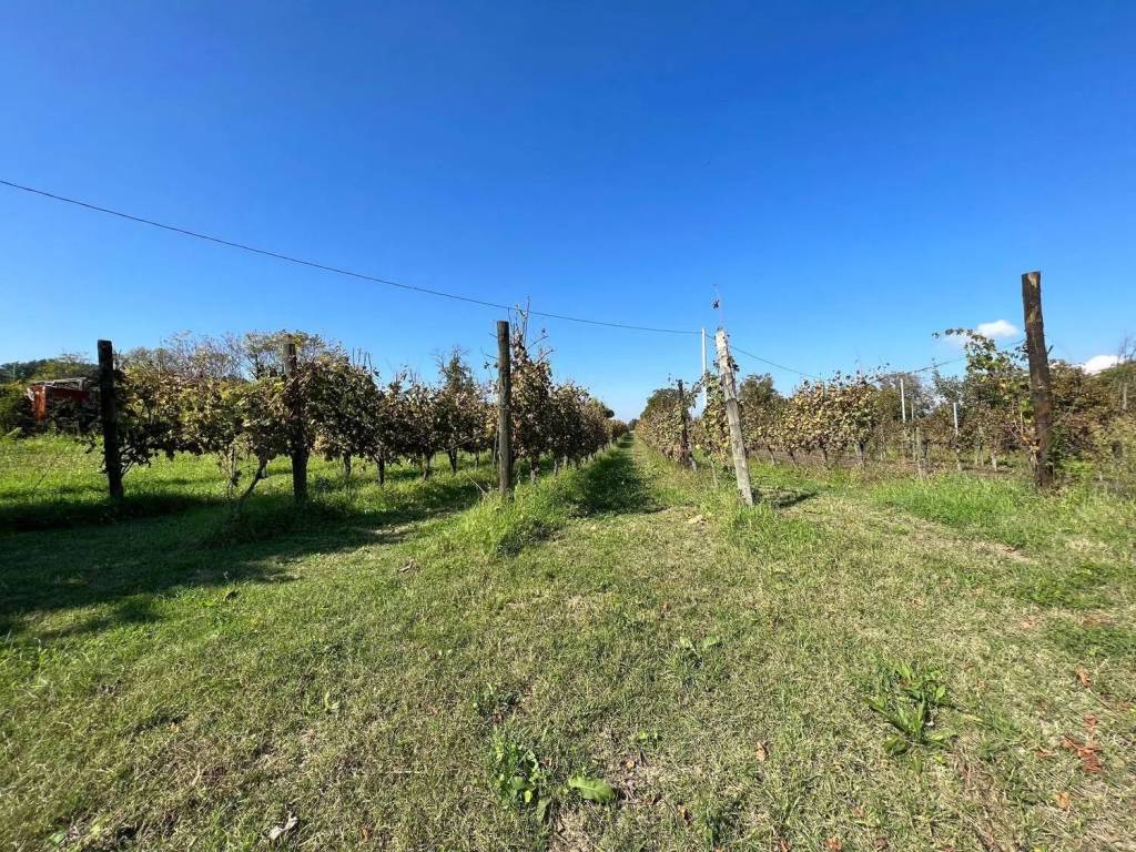 Terreno a Fontanarosa in Strada Provinciale 62 - Foto 2