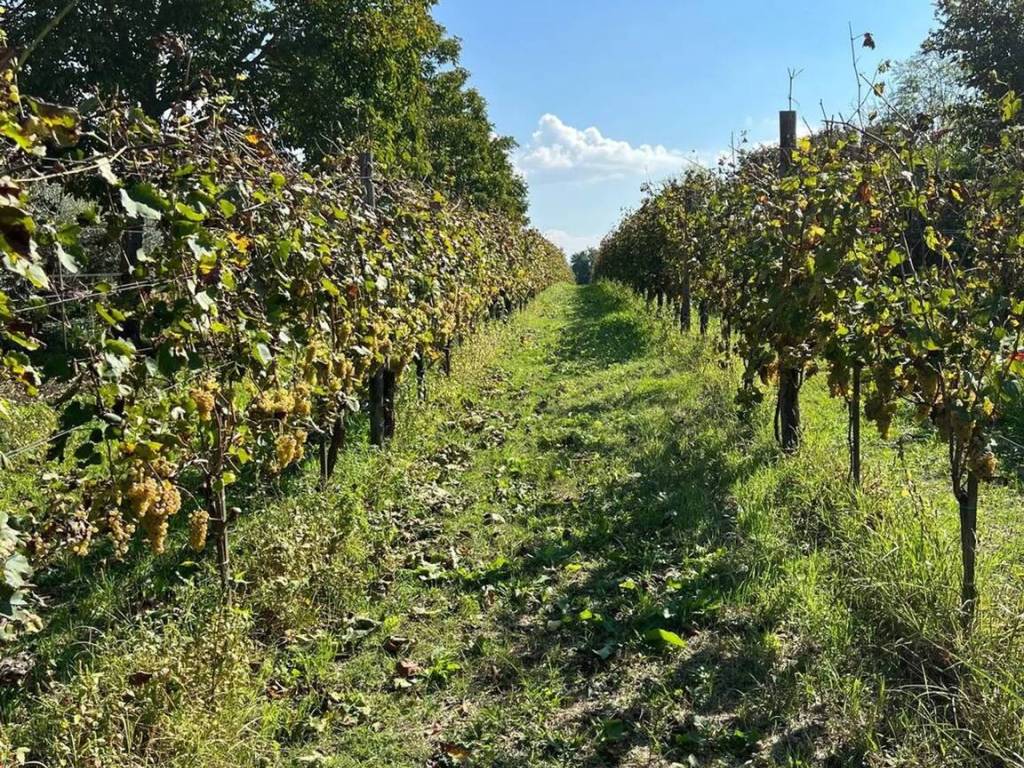 Terreno a Fontanarosa in Strada Provinciale 62 - Foto 3