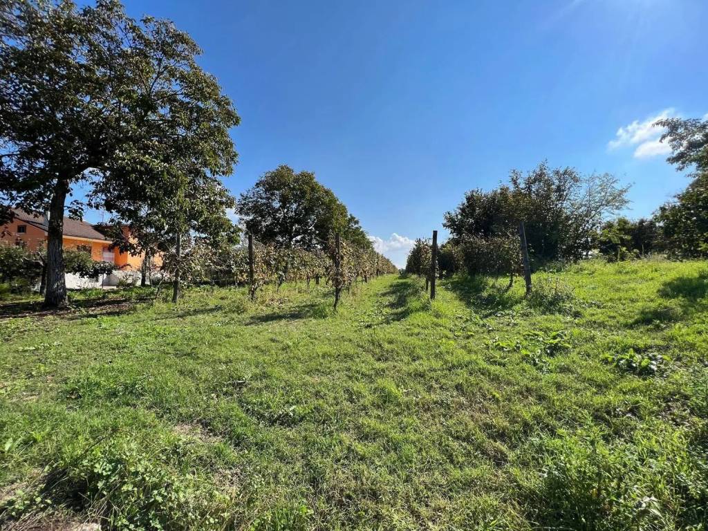 Terreno a Fontanarosa in Strada Provinciale 62 - Foto 4