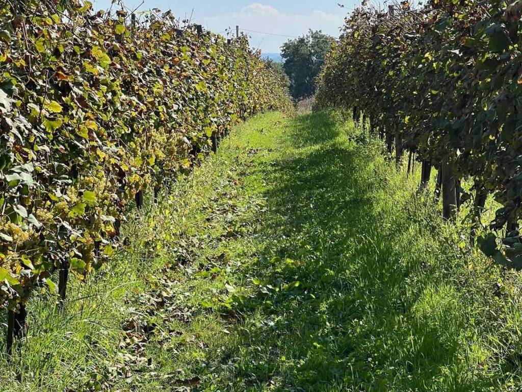 Terreno a Fontanarosa in Strada Provinciale 62 - Foto 5