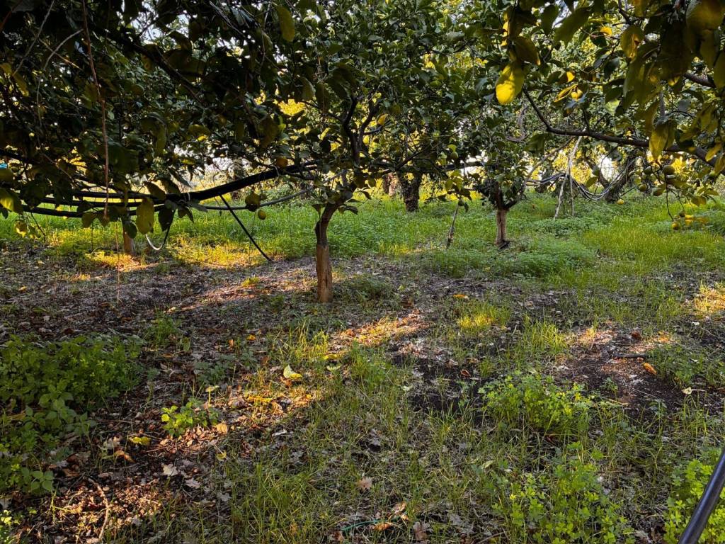 Terreno a Santa venerina - Foto 2