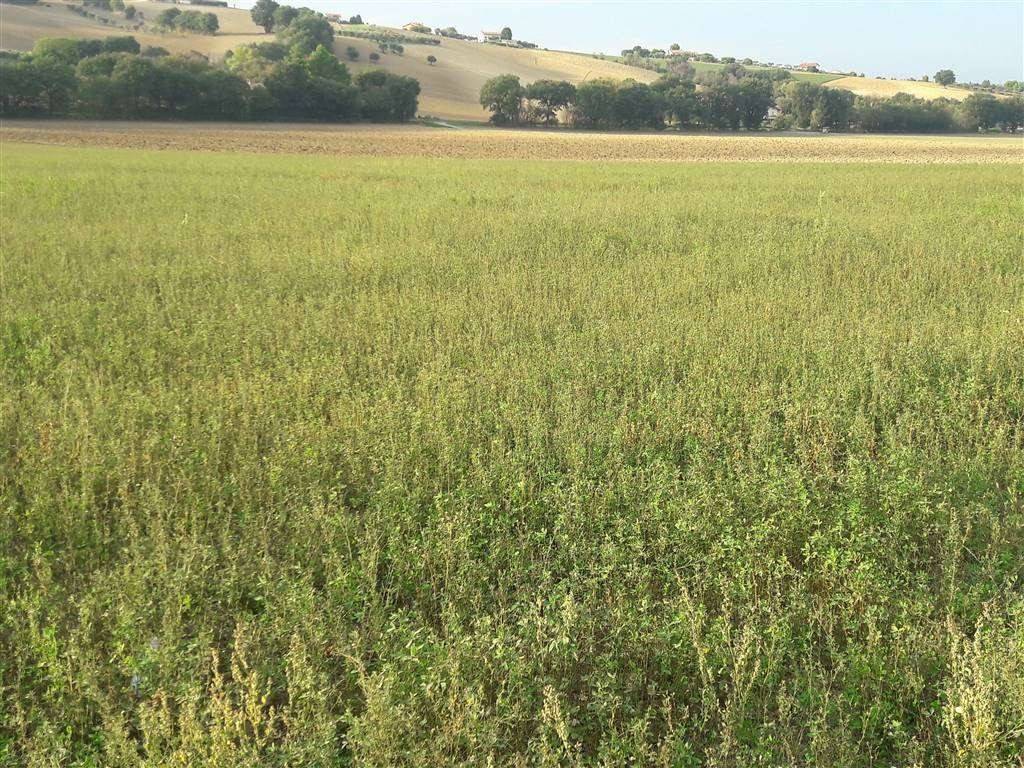 Terreno a Ostra vetere - Foto 4