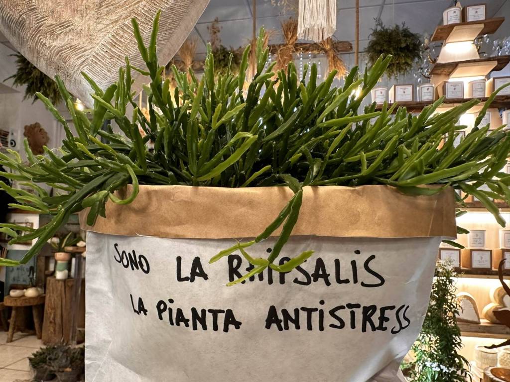 Immobile a Ostra in Viale Matteotti - Foto 3