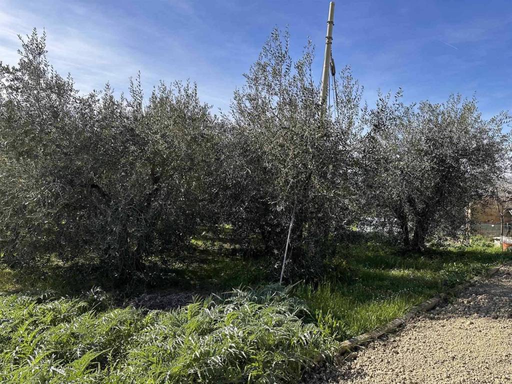 Terreno a Ostra - Foto 5