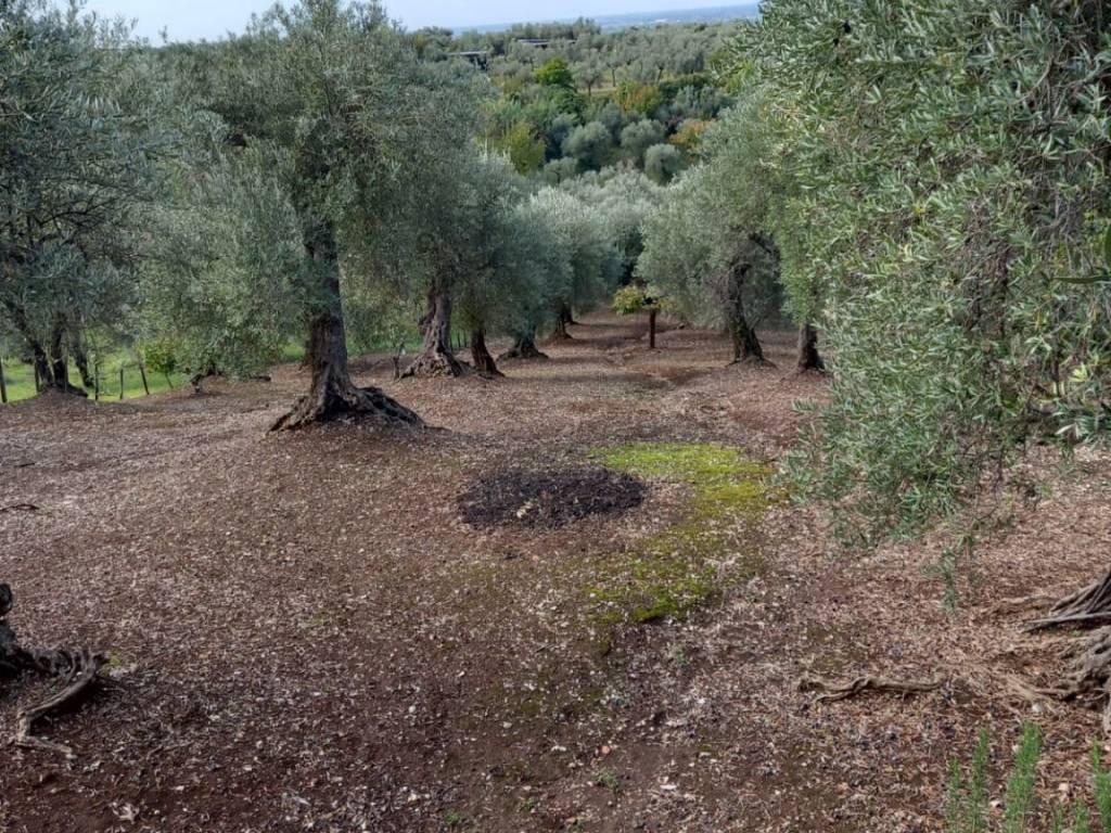 Terreno a Norma in Mancinella - Foto 2