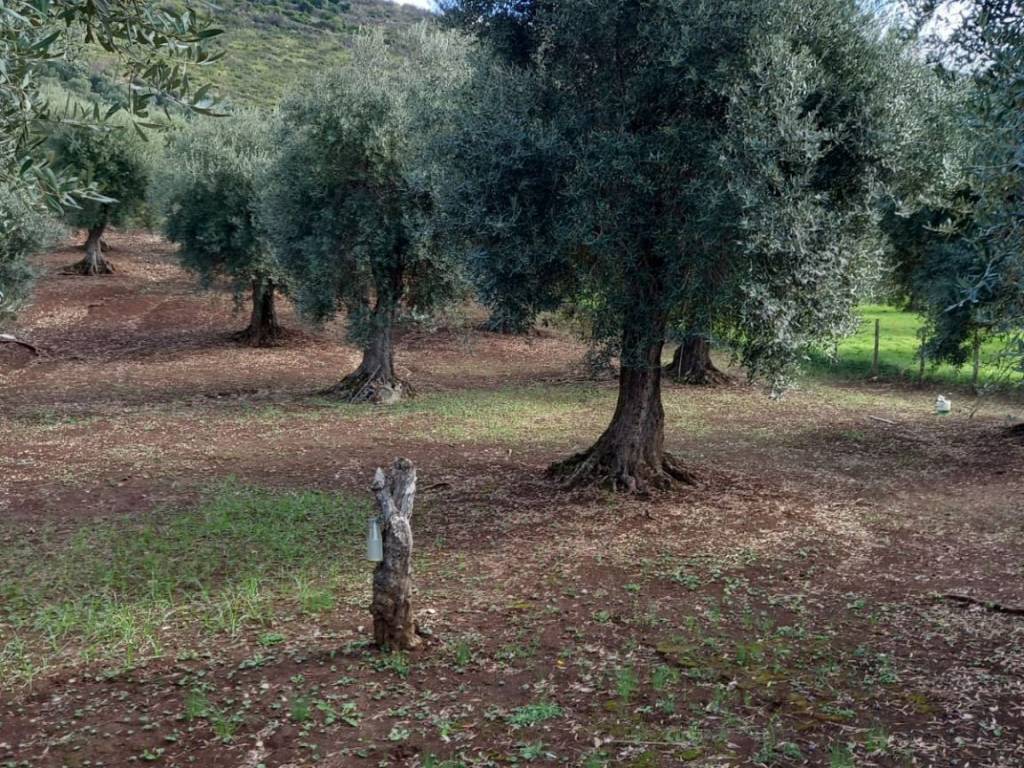 Terreno a Norma in Mancinella - Foto 3