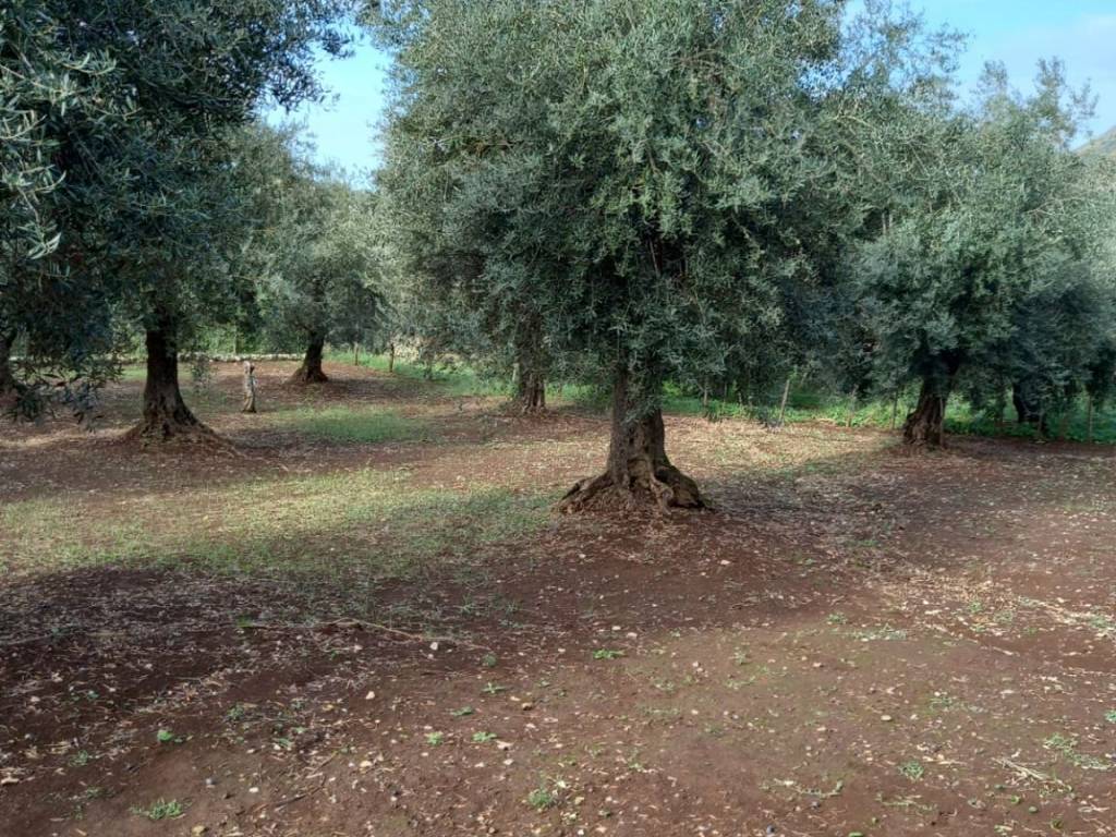 Terreno a Norma in Mancinella - Foto 4