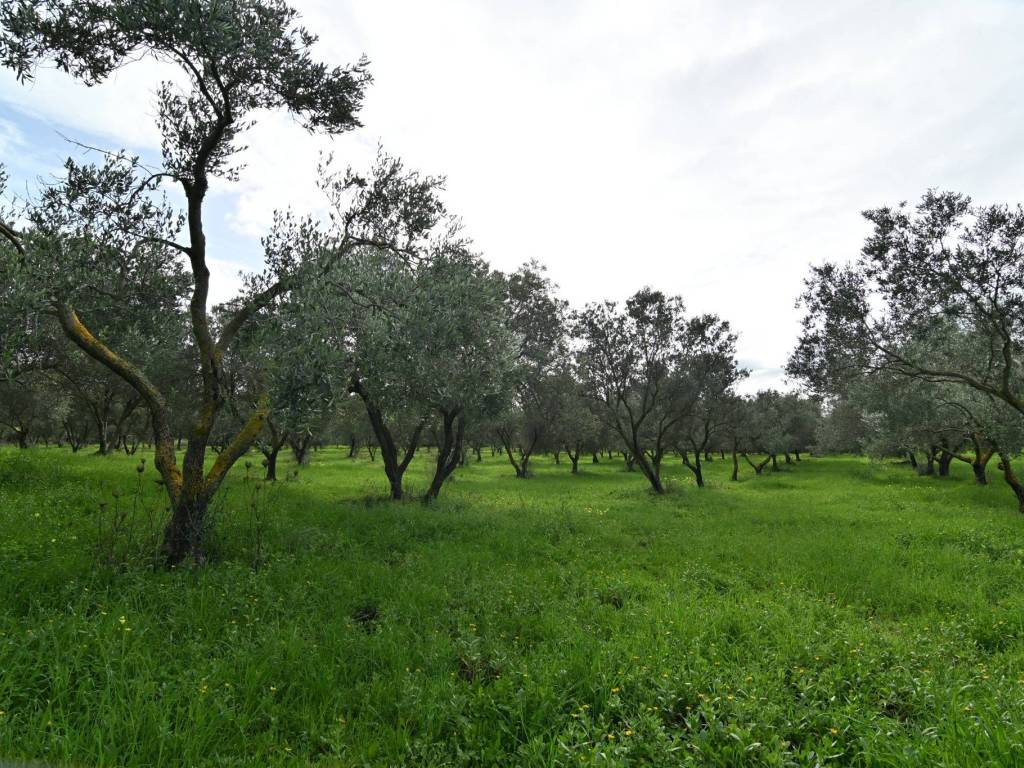Terreno a Cuglieri in sessa - Foto 3