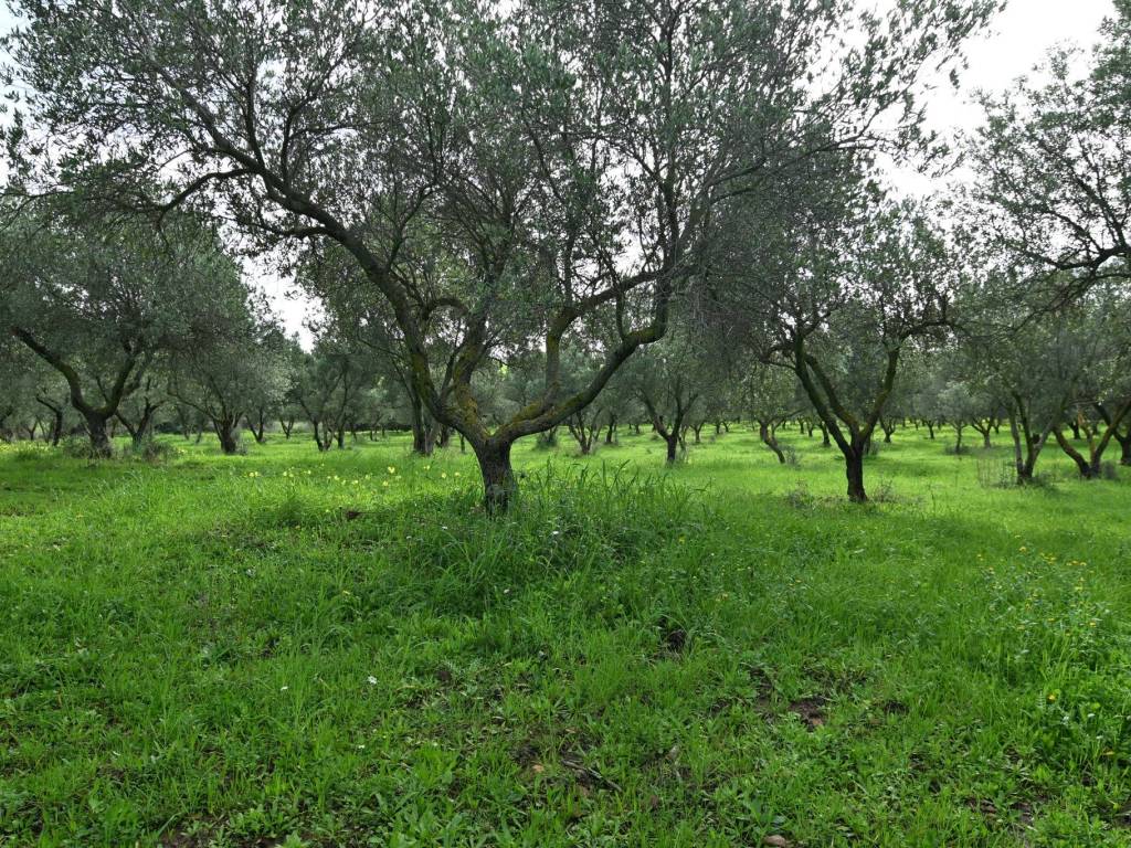 Terreno a Cuglieri in sessa - Foto 4