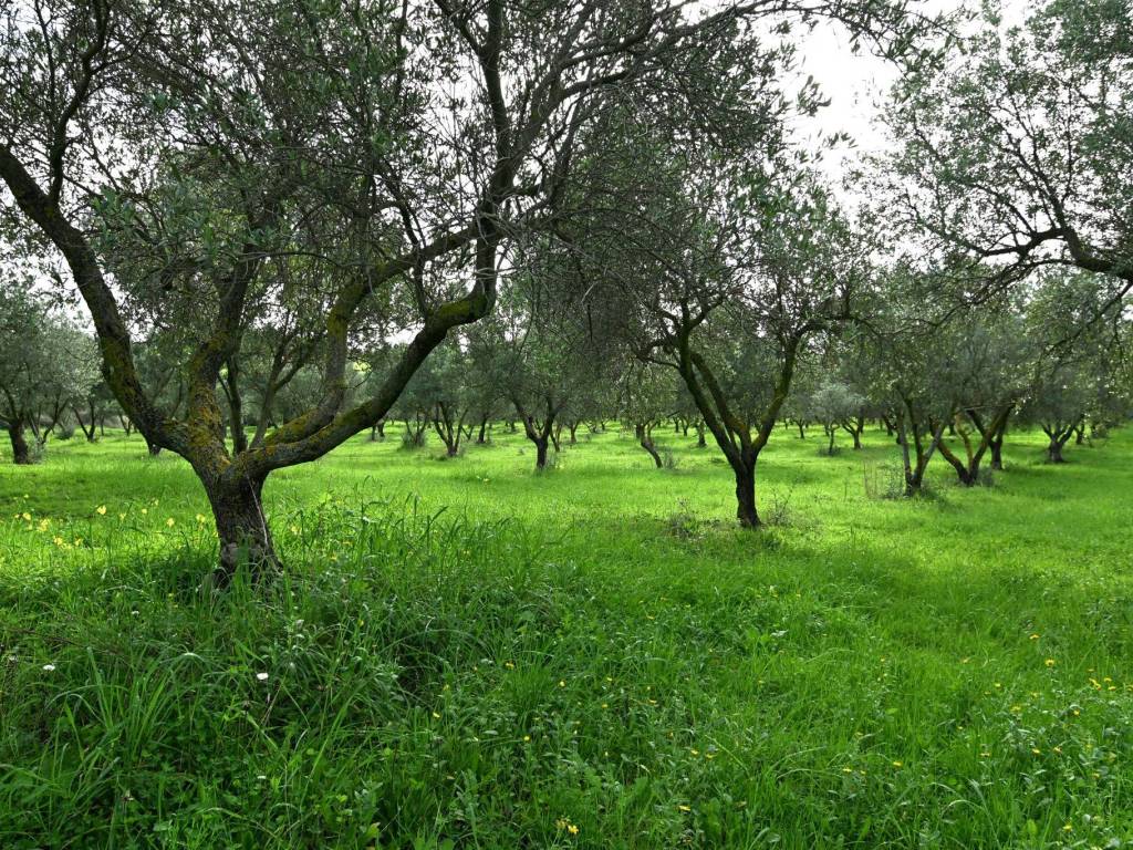 Terreno a Cuglieri in sessa - Foto 5