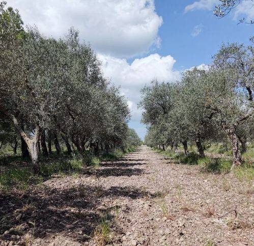 Palazzo / stabile a Altamura in Strada Comunale Esterna 2 - Foto 5