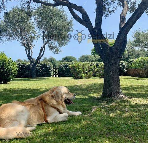 Casa indipendente a San teodoro in Via Stintino - Foto 2