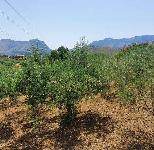 Rustico / casale a Monreale in Via M13 6 - Foto 2