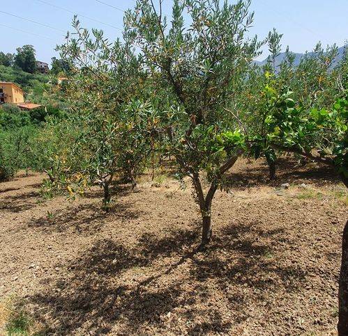 Rustico / casale a Monreale in Via M13 6 - Foto 4