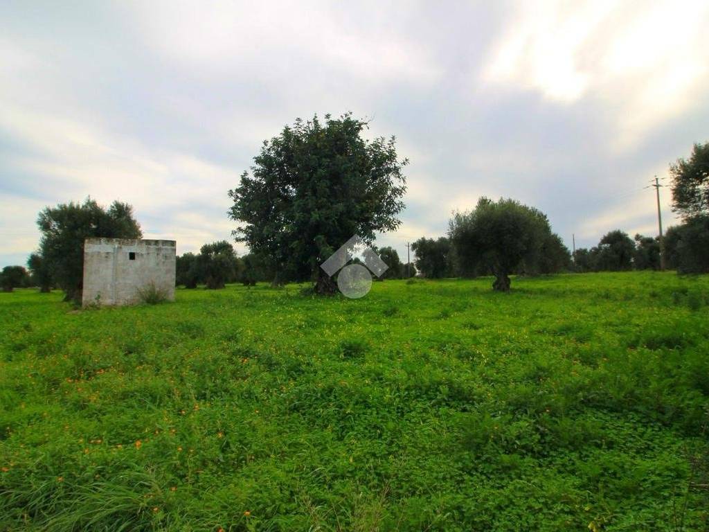 Terreno a Ostuni - Foto 3