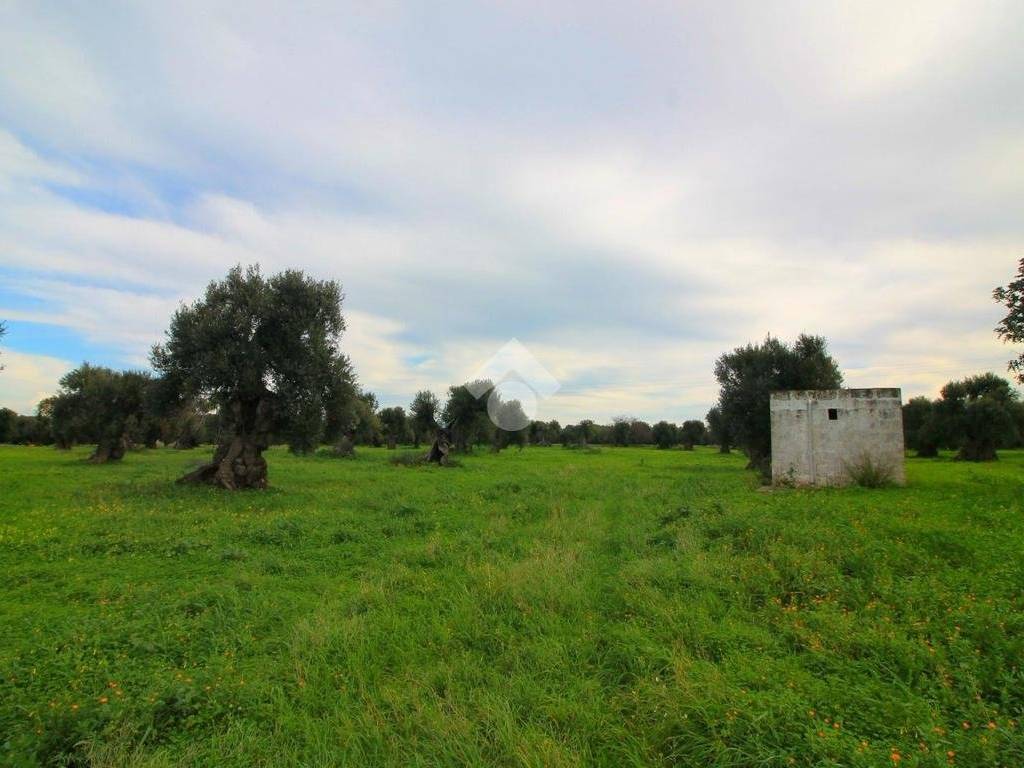 Terreno a Ostuni - Foto 4