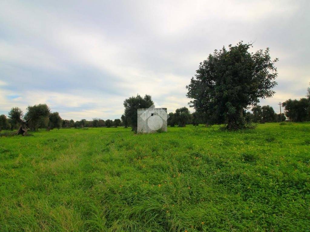 Terreno a Ostuni - Foto 5