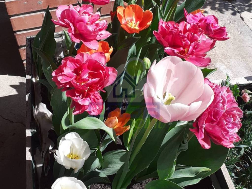 Villa a Caorso in VIA G. VERZE' - Foto 5