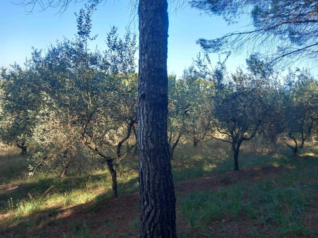Terreno a Livorno in VIA DELL'ULIVETA, 50 - Foto 3
