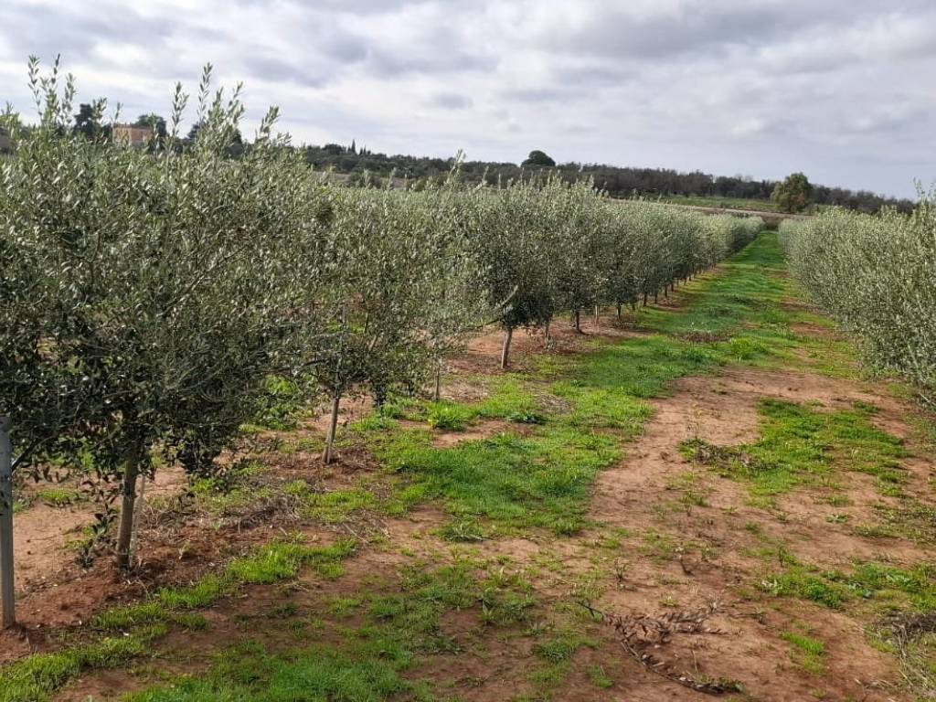 Terreno a Ugento in Strada Provinciale Ugento Casarano - Foto 2