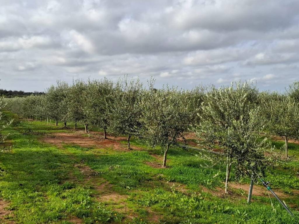 Terreno a Ugento in Strada Provinciale Ugento Casarano - Foto 3