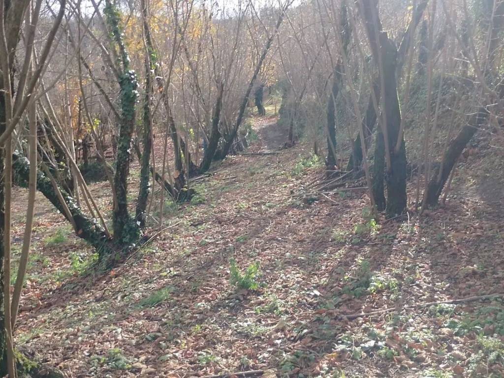 Terreno a Montoro in Figlioli - Foto 4