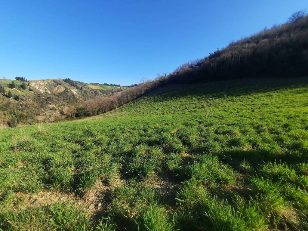 Rustico / casale a Ripatransone in cantina Cocci Grifoni - Foto 4