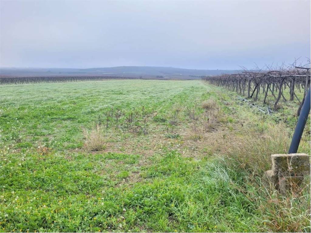 Terreno a Cerignola in S.P. 96 - Foto 2