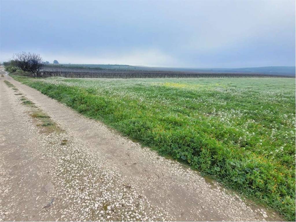 Terreno a Cerignola in S.P. 96 - Foto 3