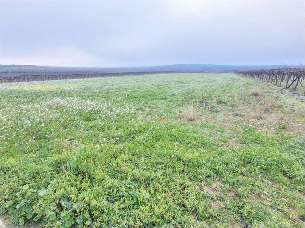 Terreno a Cerignola in S.P. 96 - Foto 4