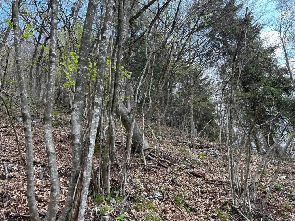 Terreno a Arsiè - Foto 2