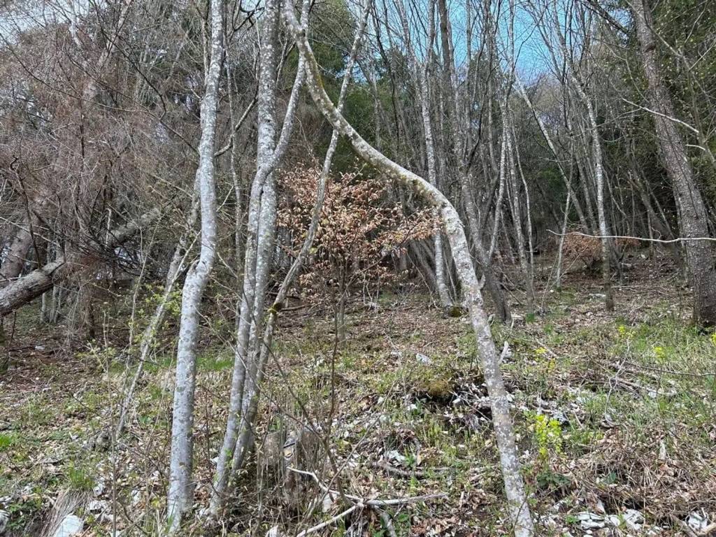 Terreno a Arsiè - Foto 4