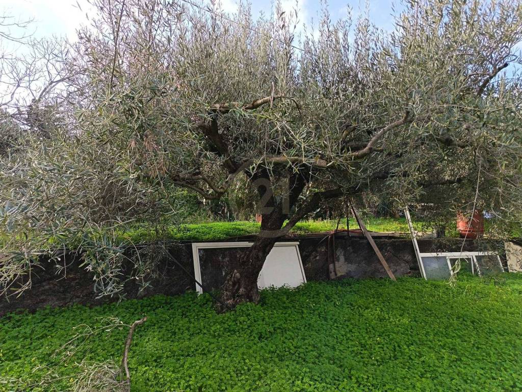 Terreno a Belpasso - Foto 3