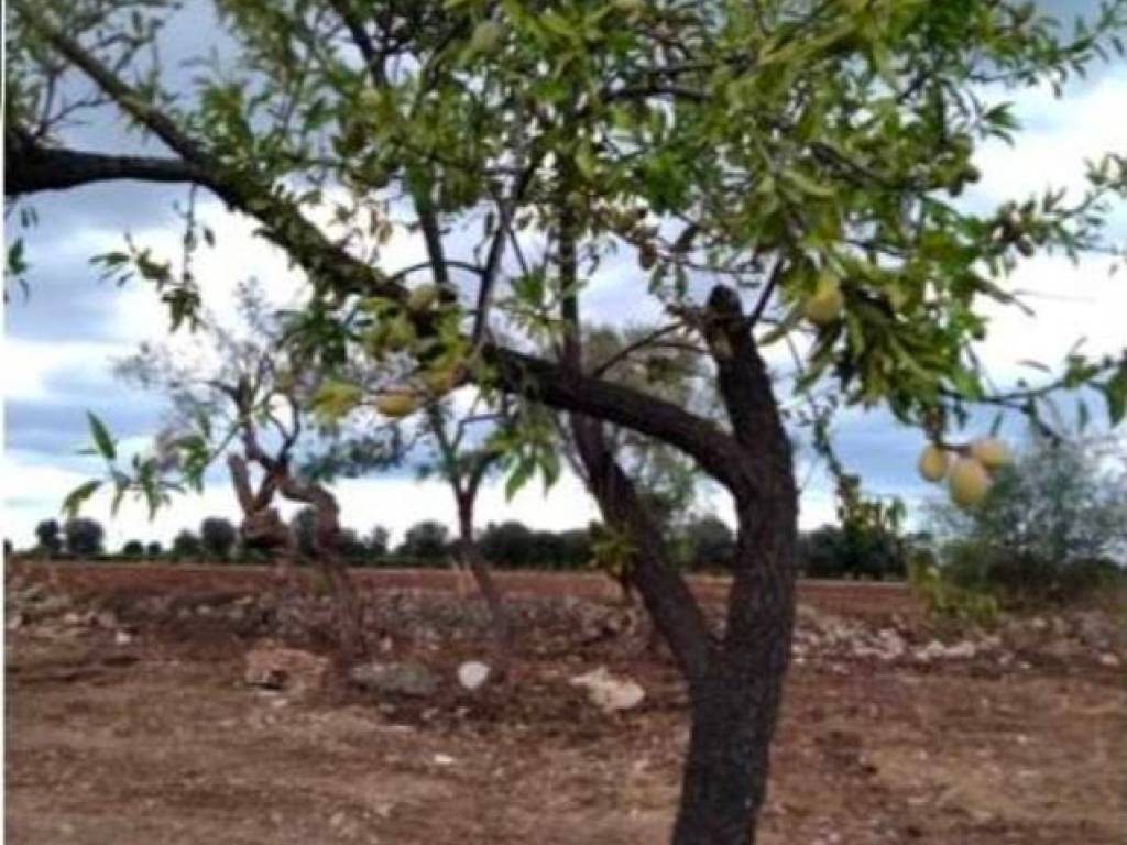 Terreno a Floridia - Foto 4
