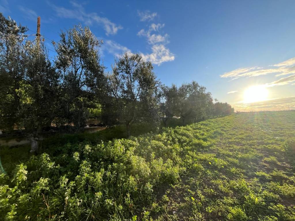 Terreno a Cerignola - Foto 3