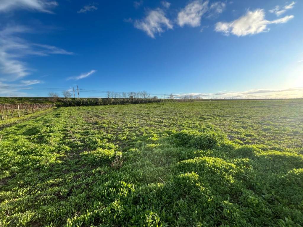 Terreno a Cerignola - Foto 5