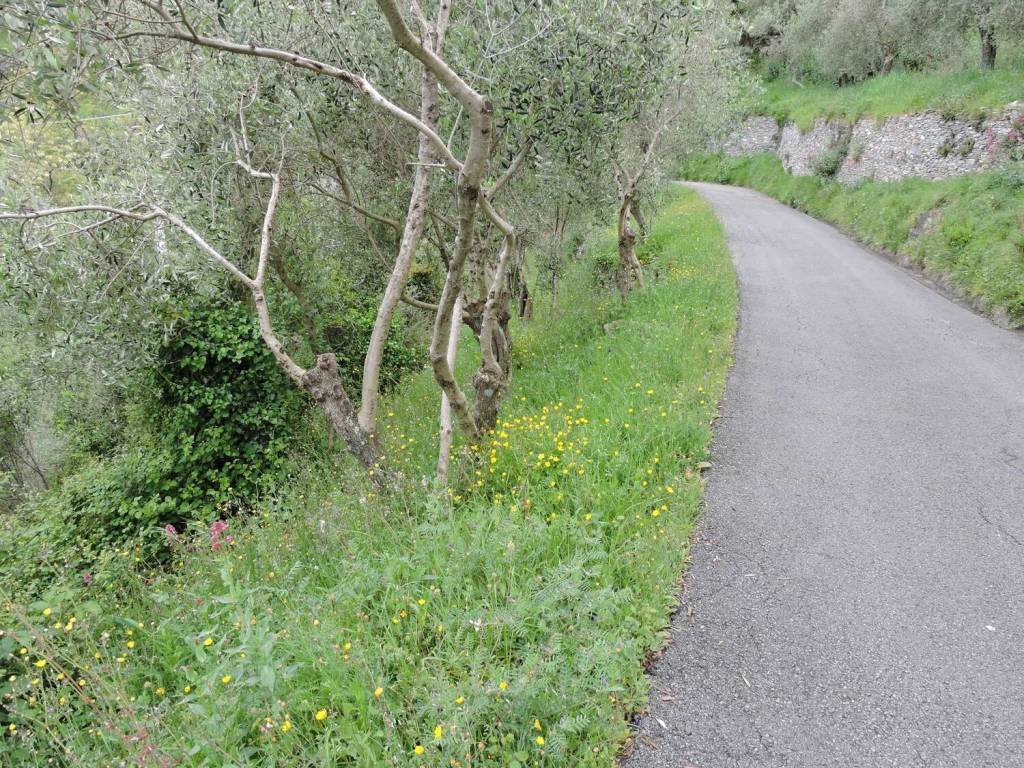 Terreno a Chiavari in Urb. Terreno Edificabile Sanpierdicanne - Campodonico - Maxena - Foto 4