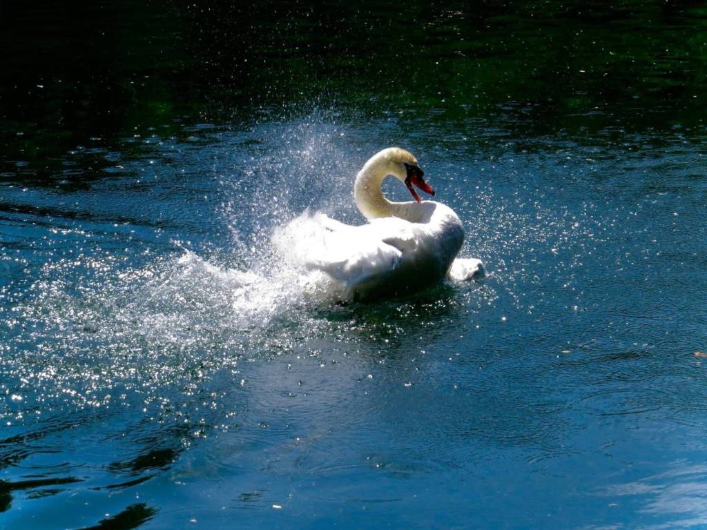 Attico / mansarda a Silea - Foto 4