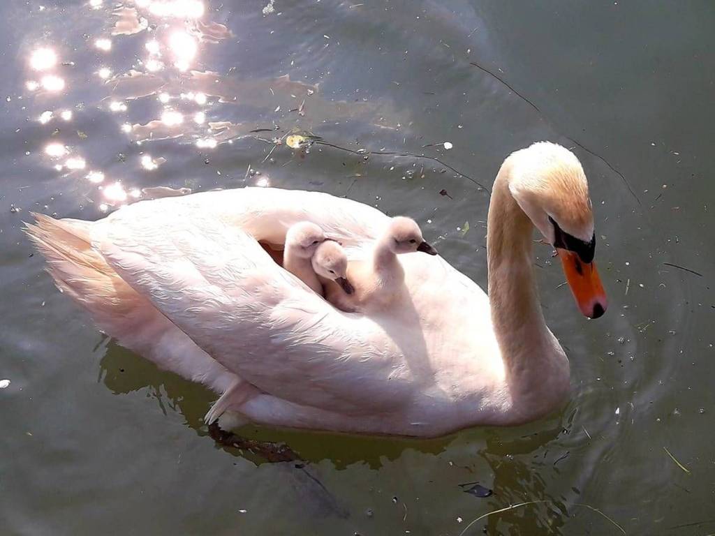 Attico / mansarda a Silea - Foto 4