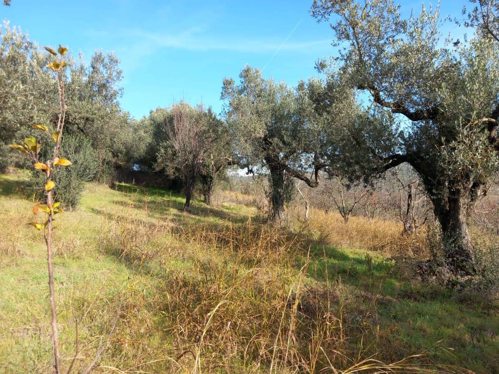 Terreno a Montelibretti - Foto 2