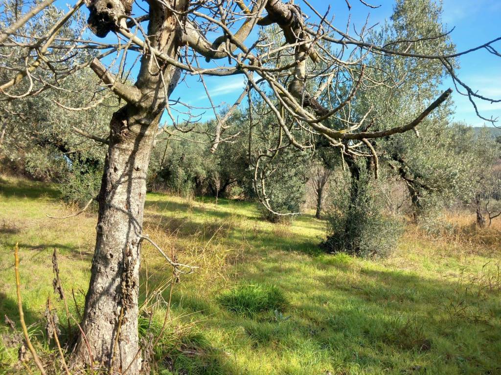 Terreno a Montelibretti - Foto 3