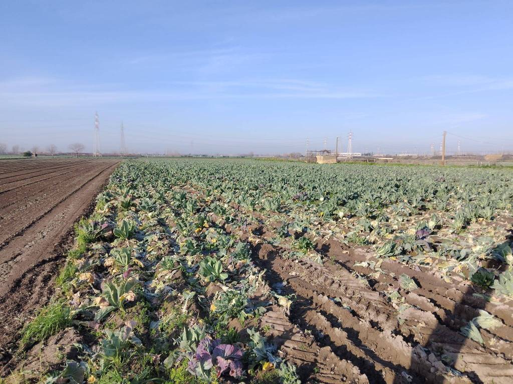 Terreno a Acerra in Via Roma - Foto 4