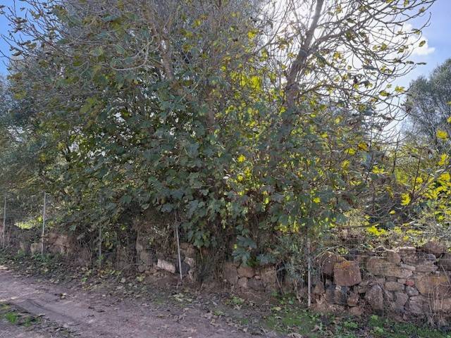 Rustico / casale a Carbonia in Località Medau Is Fenus - Foto 2