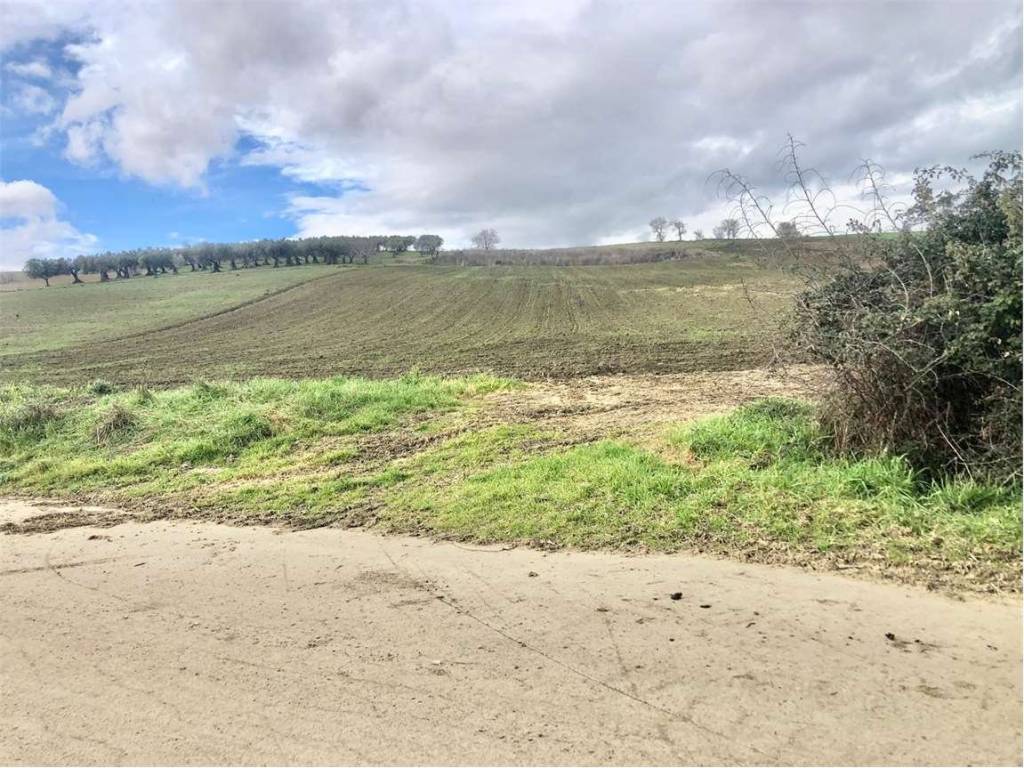 Terreno a Guglionesi in Contrada Monte Antico - Foto 3